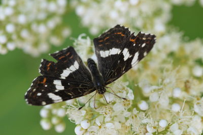 Close-up of butterfly pollinating on flower