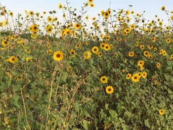 Close-up of yellow flowering plants on field