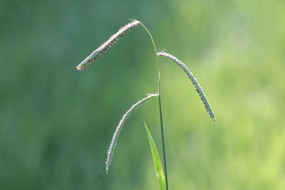 Close-up of lizard on land