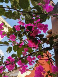 Low angle view of pink flowering plant against tree