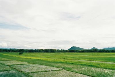 Scenic view of agricultural field against sky