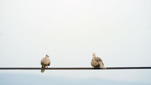 Low angle view of birds perching on cable against clear sky