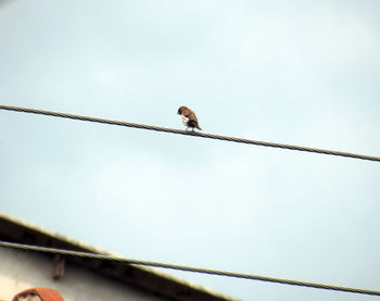 Low angle view of bird perching on cable against clear sky