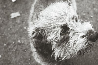 Close-up portrait of dog