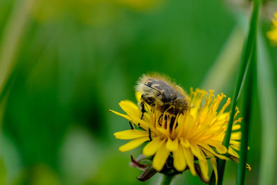 Bee pollinating on flower