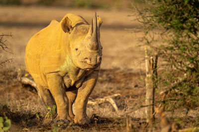 Black rhino