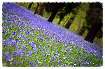 Close-up of lavender in garden