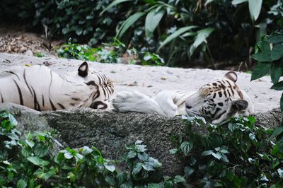 Tiger lying on plants