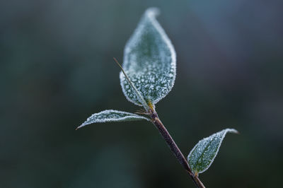 nature