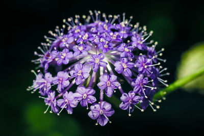 Close-up of purple flowers