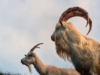 Low angle view of horse against sky