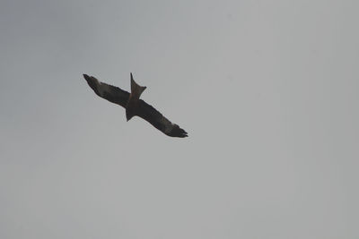 Low angle view of bird flying against clear sky