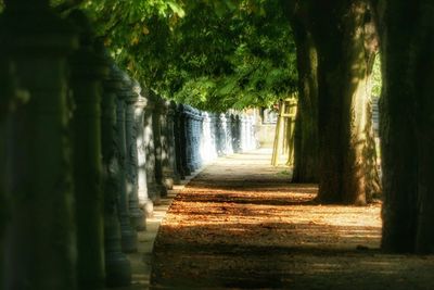 Footpath amidst trees