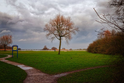 Trees on field against sky