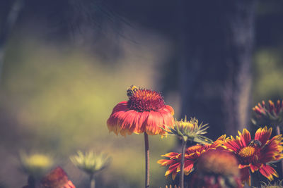 Bee on red flower during sunny day