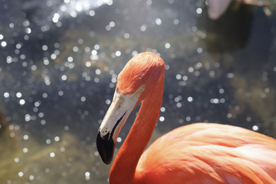 Closeup portrait of pink flamingo