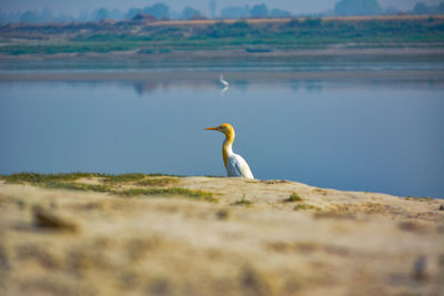 View of a bird on beach