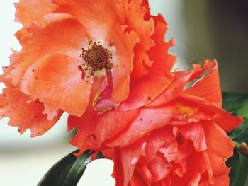 Close-up of red flower