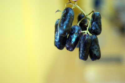 Close-up of black fruits