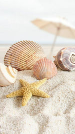 Close-up of seashell on beach