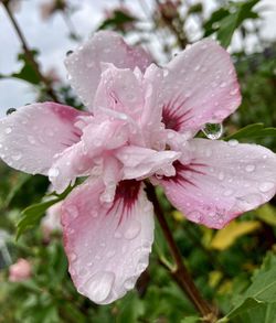 Close-up of wet pink rose flower