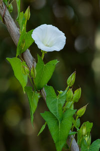 Close-up of flowering plant leaves