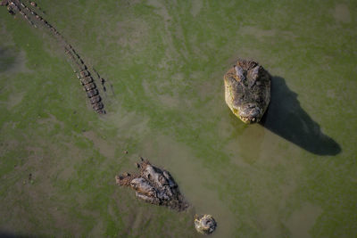High angle view of crocodile in a lake