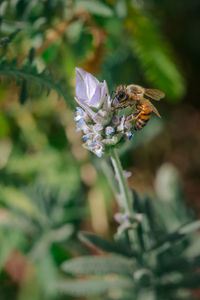 Close-up of bee pollinating on purple flower