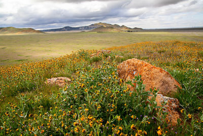 Scenic view of landscape against sky