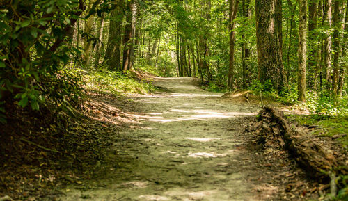 Footpath amidst trees in forest