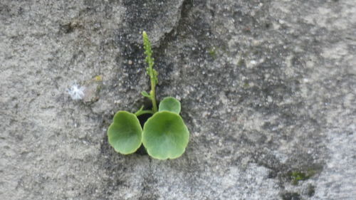 Close-up of plant