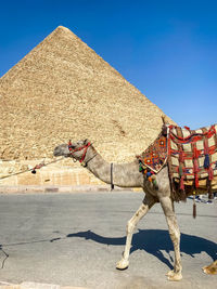 Camel walking on road