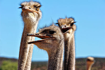 Close-up of owl against clear blue sky