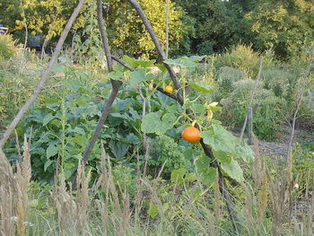 Orange fruit on tree