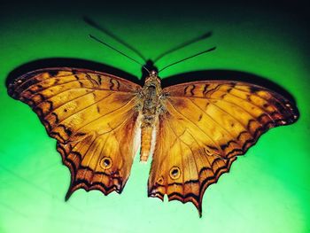 Close-up of butterfly on flower