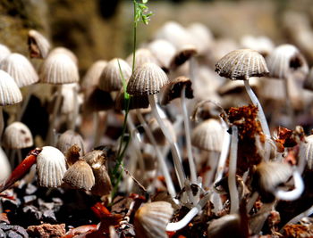 Close-up of mushrooms on field