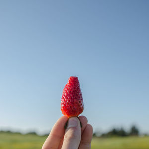 Close-up of cropped hand holding red fruit