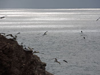 Seagulls flying over sea