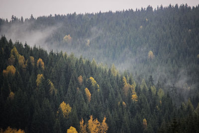 Panoramic view of trees in forest against sky