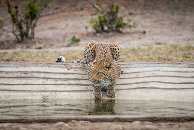 Leopard sitting by pond at forest