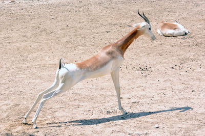 Side view of gazelle 
