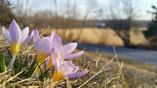 Close-up of crocus blooming by lake against sky