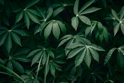 Full frame shot of leaves