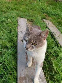 Cat on field