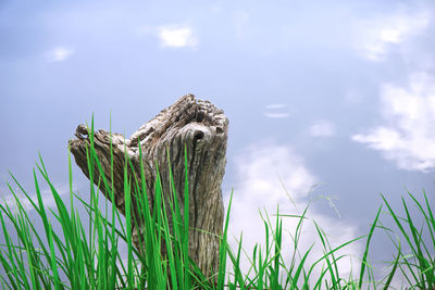 Panoramic view of wooden post on field against sky