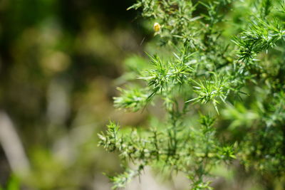 Close-up of flowering plant leaves