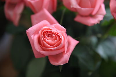 Close-up of pink rose