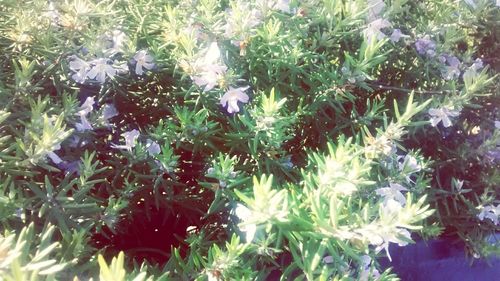 Full frame shot of green leaves