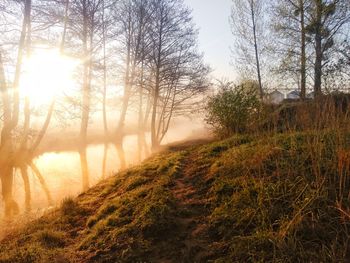 Trees on field against sky in forest