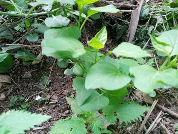 Plants growing on field